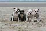 BOULEDOGUE AMERICAIN 124